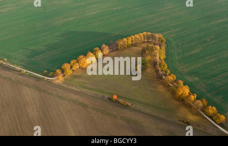 Vista aérea, la avenida de hayas en otoño, Road, en el Norte de Hesse, Hesse, Alemania, Europa