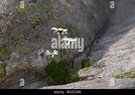 Margherita alpina (Leucanthemopsis alpina), el Parque Nacional del Gran Paradiso, el Valle d'Aosta, Italia, Europa Foto de stock