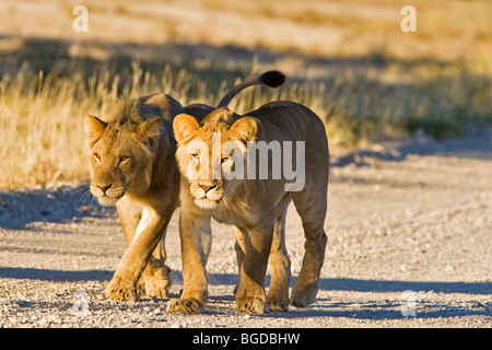 Cachorros, cachorros de león (Panthera leo) Transfronterizo Kgalagadi, Parque Nacional, Parque Nacional Gemsbok, Sudáfrica, Botswana, África