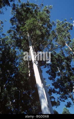 Goma de rosas de 30 metros de altura o goma de mascar inundada (Eucalyptus grandis) Árboles en una plantación forestal en Sudáfrica