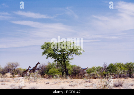 Jirafa con dos terneros. Jirafa angoleña (Giraffa camelopardalis angolensis), el Parque Nacional de Etosha, Namibia