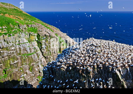 Alcatraces, Morus bassanus, aves que anidan en las rocas en el Cabo de Santa María la reserva ecológica, el Cabo de Santa María, conocido también como T