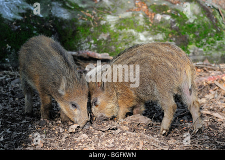 Lechones de jabalí (Sus scrofa) buscando alimento con hocico de hojarasca en el bosque Foto de stock