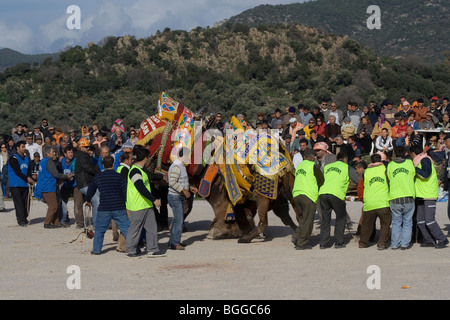 Tradicional lucha en camello, Bodrum, Turquía Foto de stock