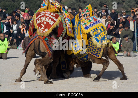 Tradicional lucha en camello, Bodrum, Turquía Foto de stock