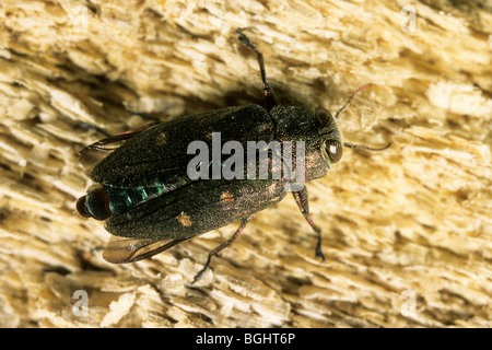 Oro roble boxes esplendor escarabajo (Chrysobothris affinis), adulto en la madera. Foto de stock