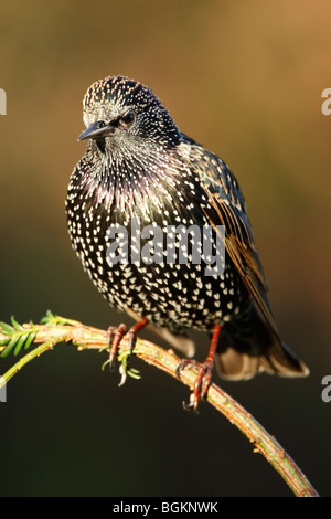 Starling (Sturnus vulagris) en plumaje de invierno mostrando manchas y plumaje iridiscente mientras encaramado