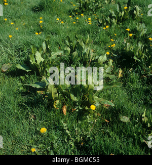 Muelles y el diente de león en un pasto pasto en primavera Foto de stock