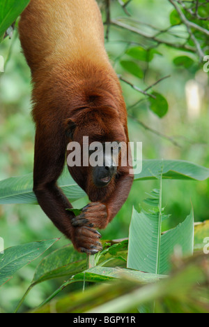 Mono aullador (Alouatta seniculus), adulto colgantes, Iquitos, Perú