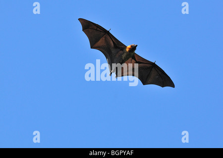 Madagascar Fruit Bat o Flying Fox (Pteropus rufus), adulto en vuelo, La Reserva Privada Berenty, Madagascar