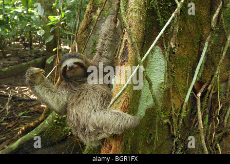 Brown-throated perezoso de tres dedos (Bradypus variegatus), para adultos, el Parque Nacional Cahuita, Costa Rica