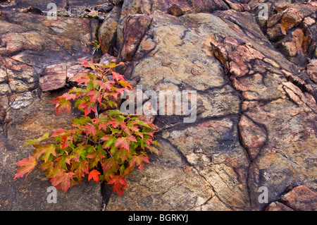 El arce rojo (Acer rubrum) (Acer rubra) finales de verano arbolillo en grieta de roca, Naughton, Ontario, Canadá Foto de stock