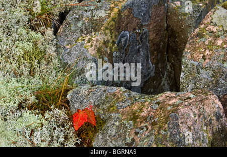 El arce rojo (Acer rubrum), los plantones con renos líquenes y afloramiento de granito, Killarney, Ontario, Foto de stock