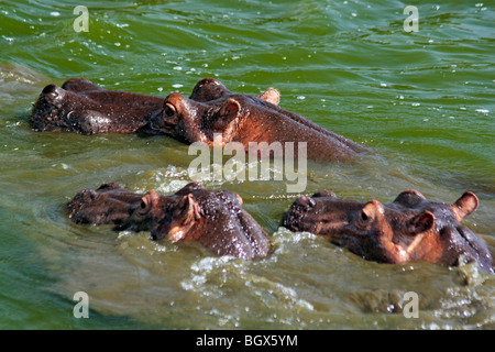 Los hipopótamos (Hippopotamus amphibius), canal Kazinga, el Parque Nacional Queen Elizabeth, Uganda, África Oriental Foto de stock