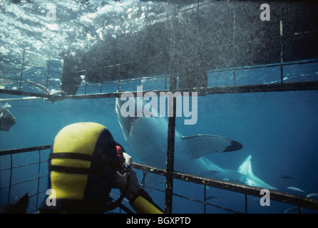 Filmación de buzo gran tiburón blanco (Carcharodon carcharias) de buceo con tiburones jaula protectora. Foto de stock