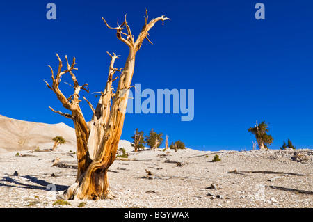 Viejos pinos bristlecone (Pinus longaeva) en el Patriarca Grove, antiguo bosque de pinos bristlecone, White Mountains, California