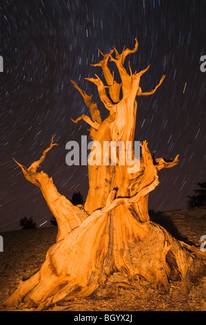 Antiguo pino bristlecone (Pinus longaeva) en el Patriarca Grove, antiguo bosque de pinos bristlecone, White Mountains, California