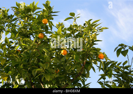 Naranja amarga, también conocido como naranja de Sevilla, la naranja agria, naranja Bigarade y mermelada de naranja Citrus aurantium, Rutaceae Foto de stock