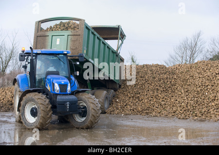Vuelco del tractor y remolque de la remolacha azucarera en un montón en una granja. Foto de stock