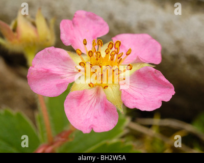 Fresa de jardín (creciente en el medio silvestre), Fragaria x ananassa