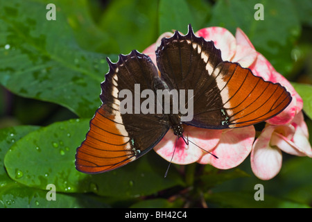 Página de punta oxidada Siproeta epaphus mariposas Foto de stock