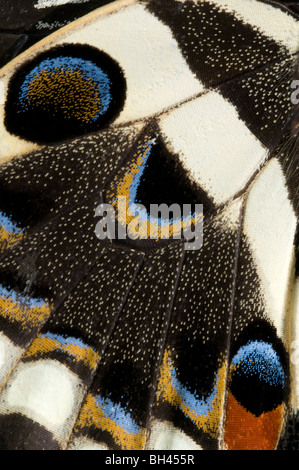 Subalares de marcas japonesas (Papilio xuthus especie de mariposa). Foto de stock