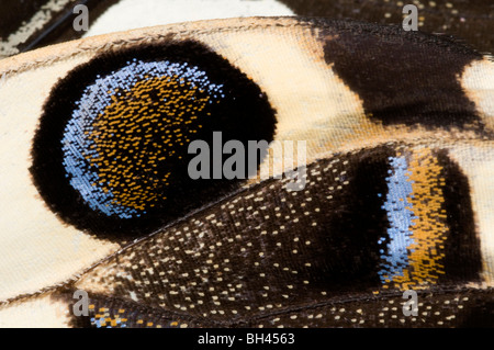 Subalares de marcas japonesas (Papilio xuthus especie de mariposa). Foto de stock