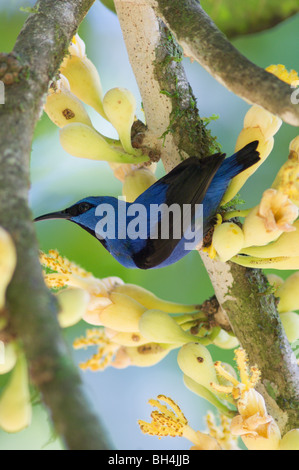 El mielero brillante masculina (Cyanerpes lucidus) en un árbol.