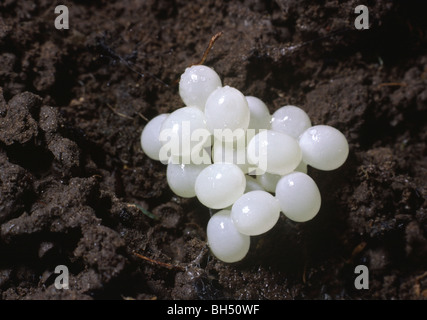 Close-up de un racimo de huevos de caracol de jardín (Helix aspersa) desenterrados de un montón del abono en el jardín. Foto de stock