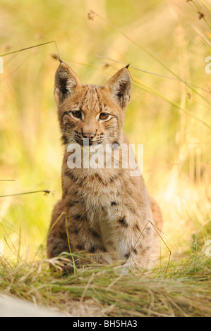 Lince euroasiático - cub - salón - Lynx lynx Foto de stock