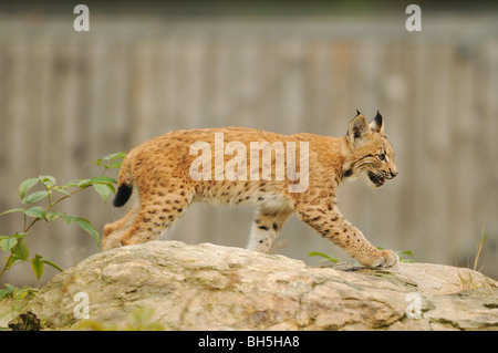 Lince euroasiático - cub - caminar / Lynx lynx Foto de stock