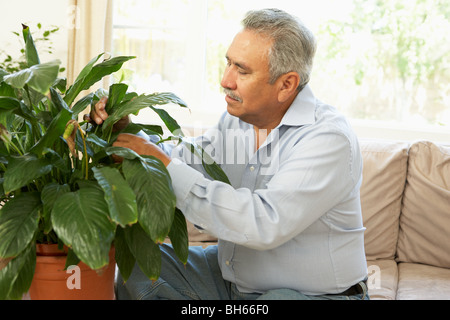 Hombre senior en casa cuidando de Houseplant Foto de stock