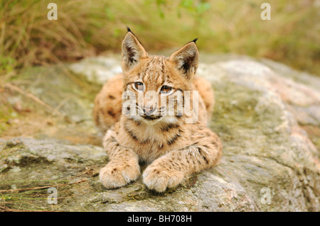 Lince euroasiático - cub - salón - Lynx lynx Foto de stock