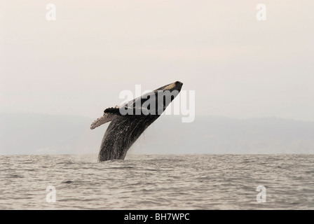 Ecuador, Puerto López, una ballena Jorobada saltando, foggy cordillera en el fondo Foto de stock