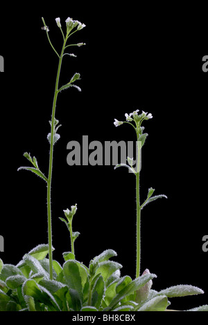La Arabidopsis thaliana wild-type, también conocido como thale berro, esquisto berro, o 'mouse-ear' berro. Foto de stock