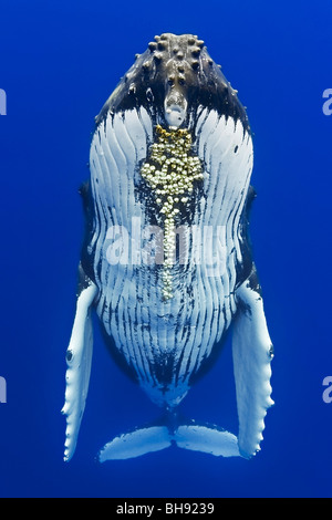 La ballena jorobada, Megaptera novaeangliae, Isla Grande, costa de Kona, Hawaii, EE.UU.