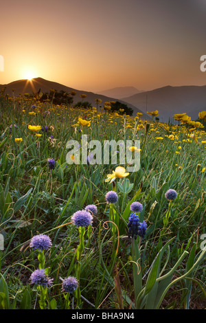 Flores silvestres en el Forca Canapine amanecer en el Parque Nacional de Monti Sibillini, Umbría. Foto de stock