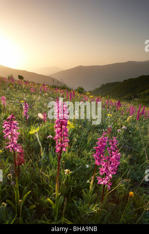 Flores silvestres en el Forca Canapine amanecer en el Parque Nacional de Monti Sibillini, Umbría. Foto de stock
