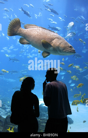 Mero gigante, el acuario de Georgia, Atlanta, Georgia, EE.UU. Foto de stock