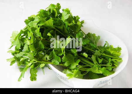 Hojas de cilantro fresco en un plato blanco Foto de stock