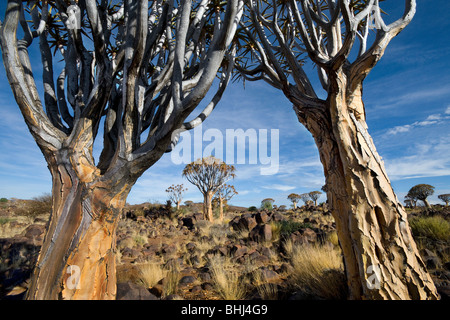 El carcaj Tree (Aloe dichotoma) Bosque cerca de Keetmanshoop en Namibia Foto de stock