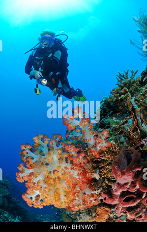 Dendronephthya sp., coloridos corales blandos y buzo, Ángeles Canyon, Angies Canyon, Alam Anda, Bali. Foto de stock