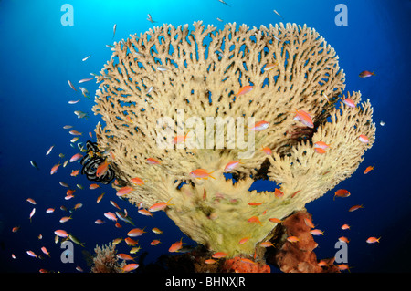 Pseudanthias sp., Acropora clathrata, Anthias y mesa de coral, fuera del Edén, Alam Anda, Bali, Indonesia, del Indo-Pacifico, Foto de stock
