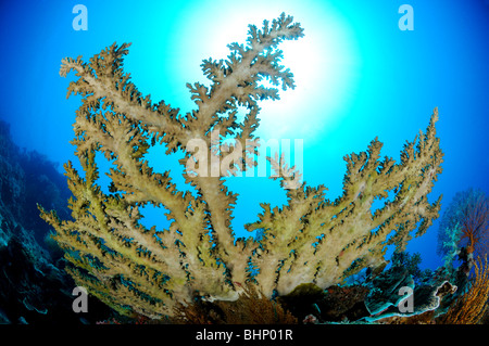Acropora sp., mesa de coral, Bali, Indonesia, del Indo-Pacifico, Foto de stock