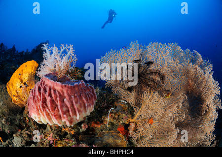 Xestospongia testudinaria, Dendronephthya sp., Scuba Diver en coloridos arrecifes de coral con esponja Barril y corales blandos, Bali. Foto de stock
