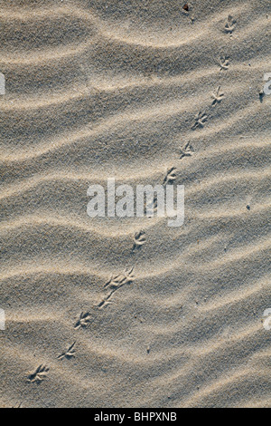 Bird pistas de arena, la isla de Texel, Holanda
