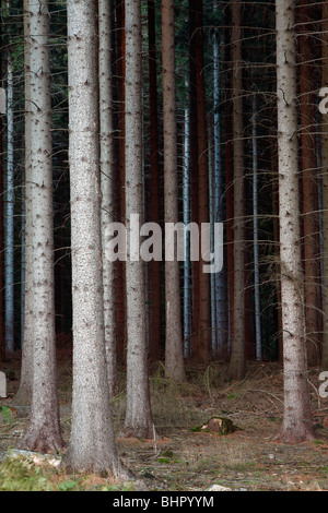 Tallos de abeto (Picea abies), de la silvicultura en Alemania Foto de stock