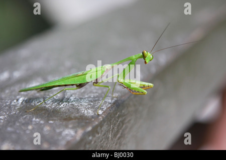Close-up de un verde mantis mantis verde Foto de stock