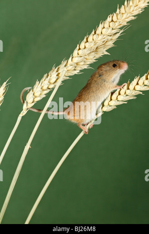 Ratón de cosecha (Micromys minutus) - escalada con cola prensil, Entre tallos de trigo Foto de stock