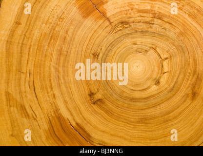 Registro de corte, madera veteada textura de fondo Foto de stock